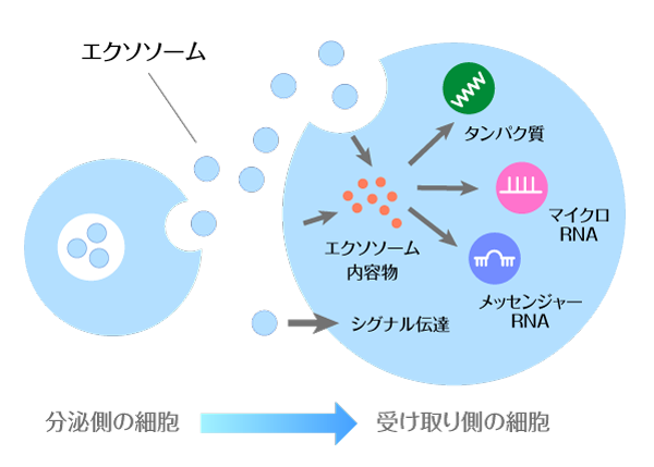 ヒト幹脂肪細胞エクソソーム